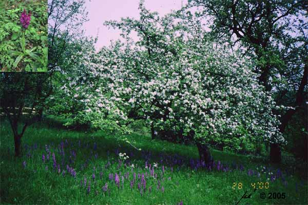 Bestand an Manns-Knabenkraut unter blühendem Obstbaum
